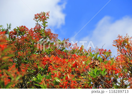 たくさん実をつけた珊瑚樹（サンゴジュ） 118289713