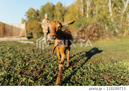 Man is walking with her Nubian goats on a natural pasture in a peaceful countryside. A morning walk with goats on a serene pasture reflects a peaceful, eco-friendly lifestyle 118289715