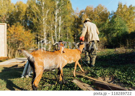 A male farmer walks her goats on an eco-farm, enjoying the warmth of the sun. The scene reflects sustainable, rural life and traditional livestock farming 118289722