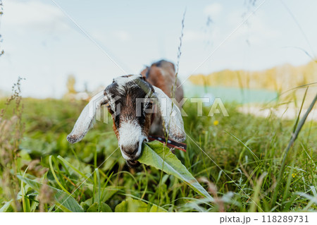 Close-up portrait of an Alpine goat eating a leaf on a vibrant, free-range pasture. Natural surroundings and healthy pasture reflect traditional, eco-friendly farming practices 118289731