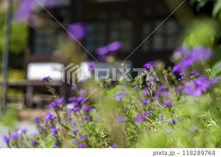 鎌倉249　海蔵寺5　バーベナ 118289768