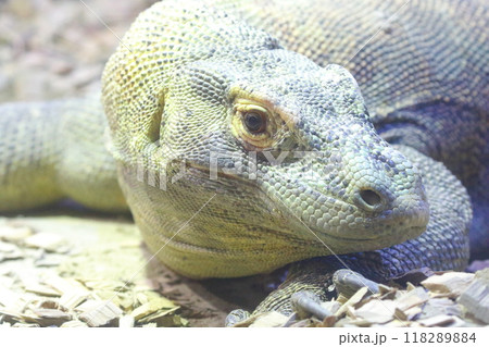 コモドドラゴン 118289884