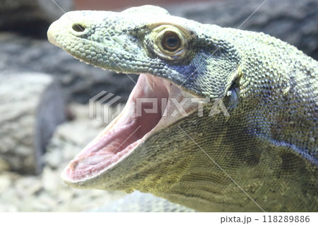 コモドドラゴン 118289886