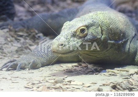 コモドドラゴン 118289890