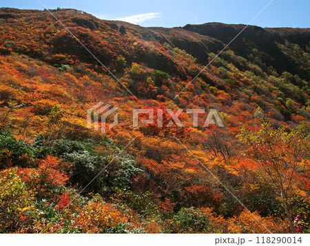 那須高原 鮮やかな紅葉 那須高原 鮮やかな紅葉 118290014