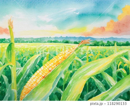 水彩画で描かれたトウモロコシ畑 118290133