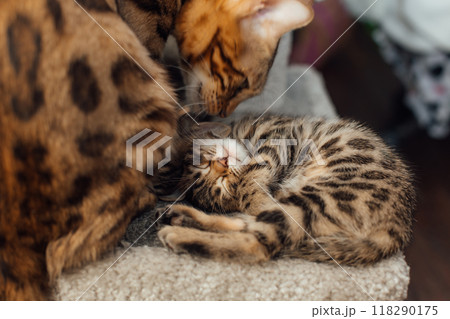Cute bengal kitten sleeping on a soft cat's shelf of a cat's house. Cute bengal kitten sleeping on a soft cat's shelf of a cat's house. 118290175