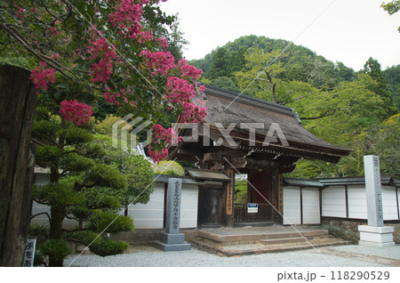 女人高野・室生寺と百日紅の花　【奈良県宇陀市室生】 118290529