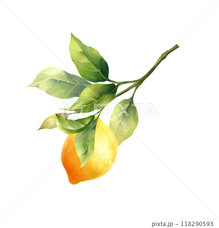 Lemons with leaves, isolated on white background. Hand drawn illustration in watercolor style Lemons with leaves, isolated on white background. Hand drawn illustration in watercolor style 118290593