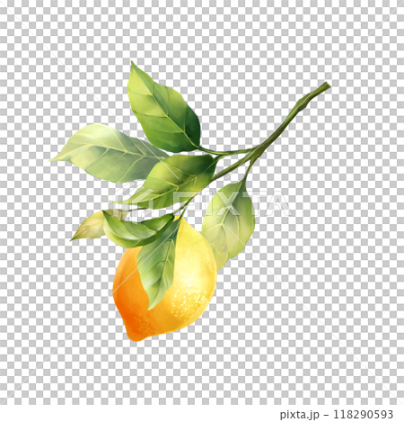 Lemons with leaves, isolated on white background. Hand drawn illustration in watercolor style Lemons with leaves, isolated on white background. Hand drawn illustration in watercolor style 118290593