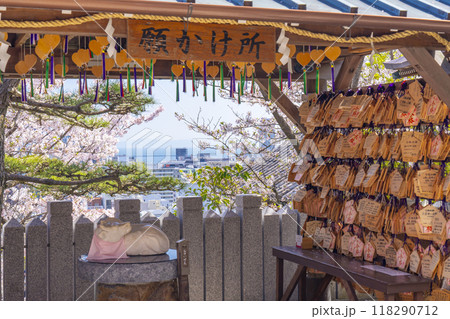 春の神戸　北野天満神社　満開の桜と願かけ所 118290712