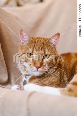 Red cat is laying on a couch with its head tilted to the side Red cat is laying on a couch with its head tilted to the side 118290999