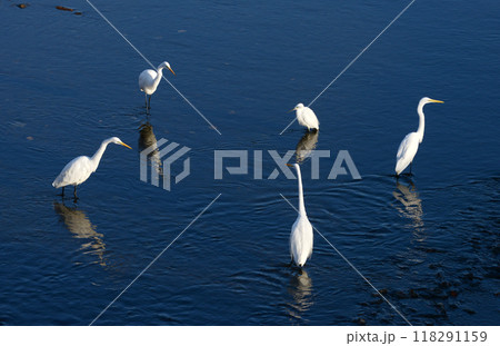 シラサギ シラサギ 118291159