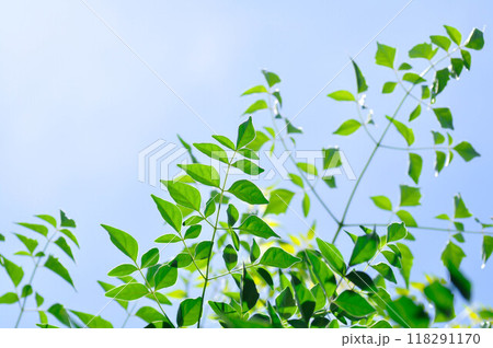 Cork tree, Indian cork tree or Millingtonia hortensis Linn or BIGNONIACEAE or small Cork tree or tree Cork tree, Indian cork tree or Millingtonia hortensis Linn or BIGNONIACEAE or small Cork tree or tree 118291170