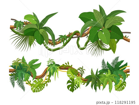 Tropical jungle forest liana vines and branches of ivy leaves, cartoon vector. Tropical rainforest monstera leaf, fern plant or jungle liana and creeper bindweed tree with climbing tendrils for frames Tropical jungle forest liana vines and branches of ivy leaves, cartoon vector. Tropical rainforest monstera leaf, fern plant or jungle liana and creeper bindweed tree with climbing tendrils for frames 118291195