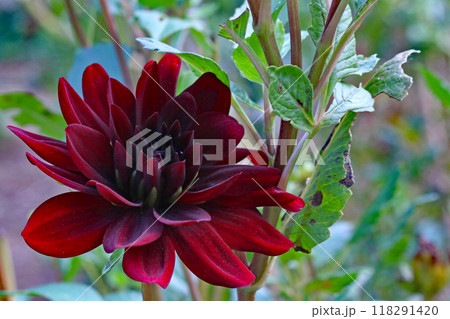 深紅の大輪の花　ダリア 118291420