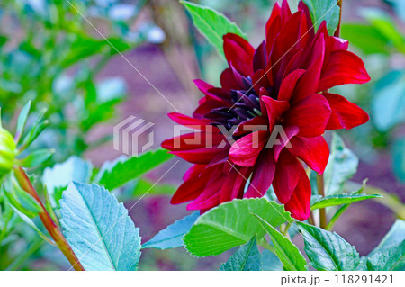 深紅の大輪の花 ダリア 深紅の大輪の花 ダリア 118291421