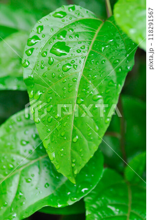 passion fruit plant, Passiflora edulis or Passionfruit or Maracuja leaf and rain drop 118291567
