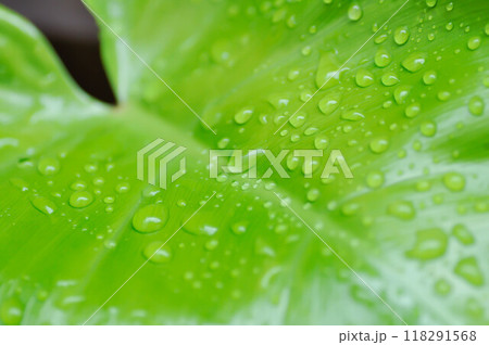 Philodendron , Philodendron erubescens or K Koch and Augustin and rain drop 118291568