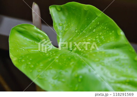 Philodendron , Philodendron erubescens or K Koch and Augustin and rain drop 118291569