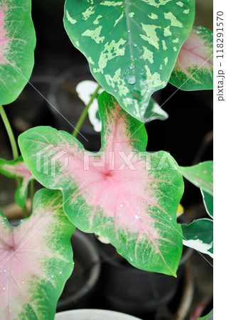 Caladium, Caladium Bicolor Vent or Caladium bicolor and rain drop 118291570