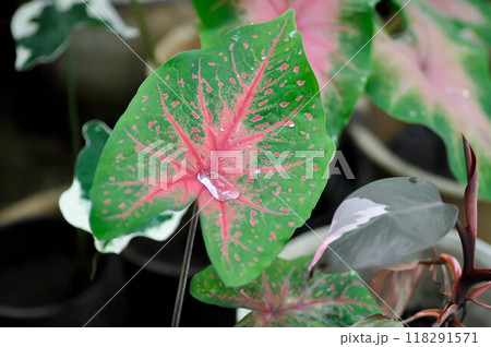 Caladium, Caladium Bicolor Vent or Caladium bicolor and rain drop 118291571