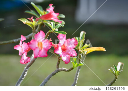 Desert rose, APOCYACEAE or Adenium obesum or Mock Azalea or Pink bignonia or Impala lily or pink flower 118291596
