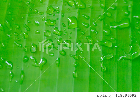 banana leaf or banana plant, banana tree or banana leaf and dew drop 118291692