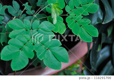 Rain tree or Samanea saman, LEGUMINOSAE MIMOSOIDEAE or Rain Tree 118291700