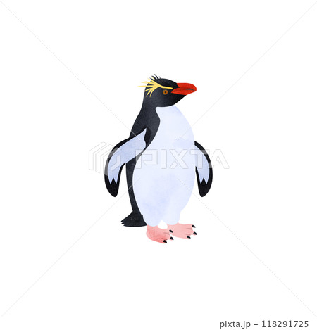 ミナミイワトビペンギン。水彩風イラスト。 118291725