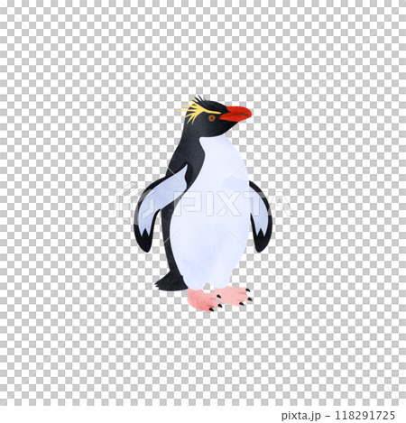 Southern Rockhopper penguin. Watercolor style illustration. 118291725