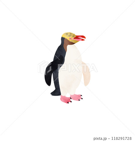 キンメペンギン（キガシラペンギン）。水彩風イラスト。 118291728