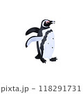 マゼランペンギン（パタゴニアペンギン）。水彩風イラスト。 118291731