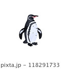 ガラパゴスペンギン。水彩風イラスト。 118291733