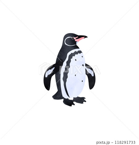 ガラパゴスペンギン。水彩風イラスト。 118291733