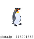 オウサマペンギン（キングペンギン）。水彩風イラスト。 118291832