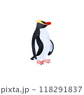 シュレーターペンギン（マユダチペンギン）。水彩風イラスト。 118291837