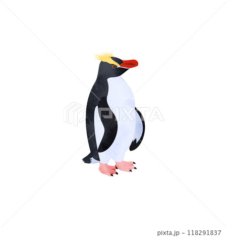 シュレーターペンギン（マユダチペンギン）。水彩風イラスト。 118291837