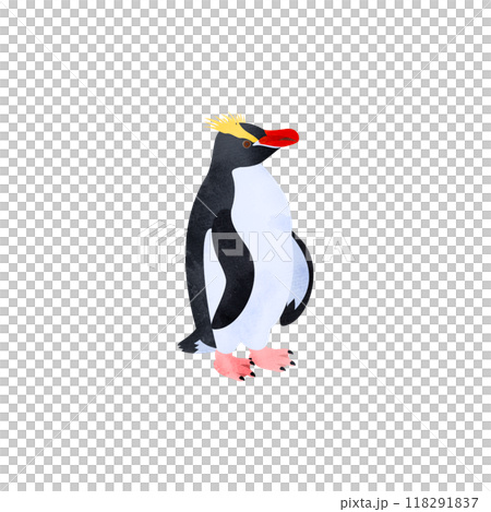 施羅特企鵝(Mayudachi 企鵝)。水彩風格插圖。 施羅特企鵝(Mayudachi 企鵝)。水彩風格插圖。 118291837