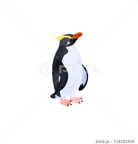 フィヨルドランドペンギン（キマユペンギン、ヴィクトリアペンギン）。水彩風イラスト。 118291838