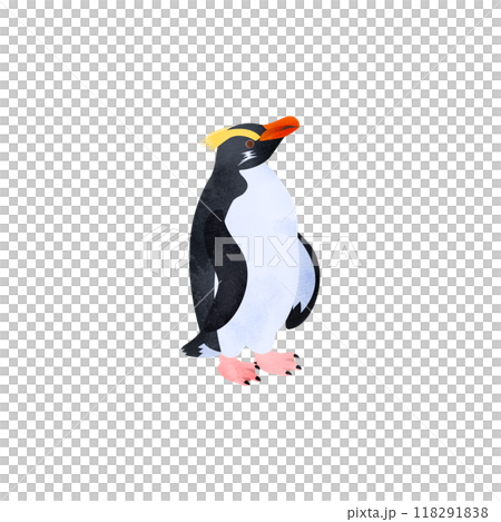 フィヨルドランドペンギン（キマユペンギン、ヴィクトリアペンギン）。水彩風イラスト。 118291838
