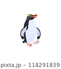スネアーズペンギン（ハシブトペンギン）。水彩風イラスト。 118291839
