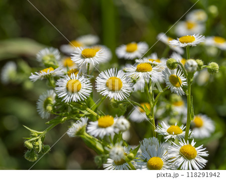 ヒメジョオンの花のクローズアップ ヒメジョオンの花のクローズアップ 118291942