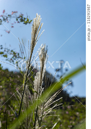 鎌倉249 浄智寺6 すすき 鎌倉249 浄智寺6 すすき 118291987