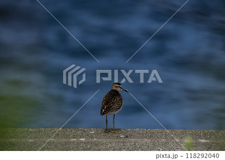 海岸のタカブシギ 118292040