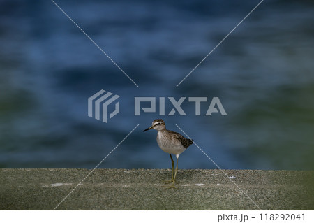 海岸のタカブシギ 海岸のタカブシギ 118292041