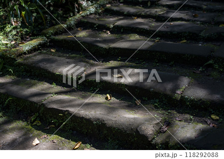 鎌倉249　浄智寺17　木漏れ日 118292088