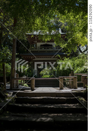 鎌倉249　浄智寺19　青葉 118292090