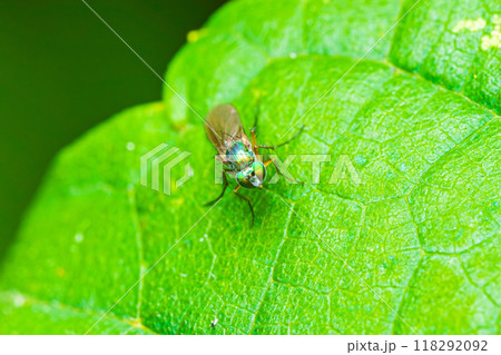 メタリックカラーのアシナガバエ 118292092