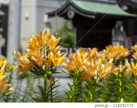 神社に咲いたスカシユリの花 神社に咲いたスカシユリの花 118292172
